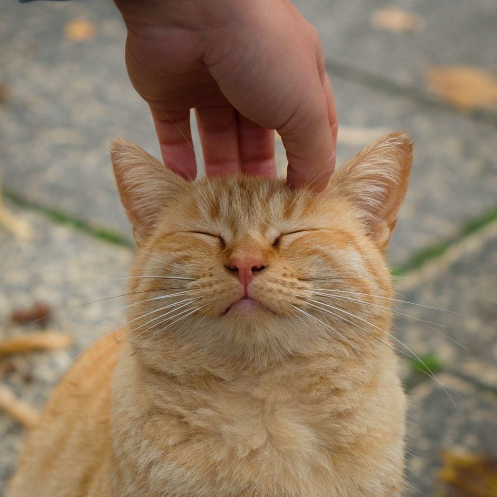 Caroline petting ginger cat in the Alhambra, Granada