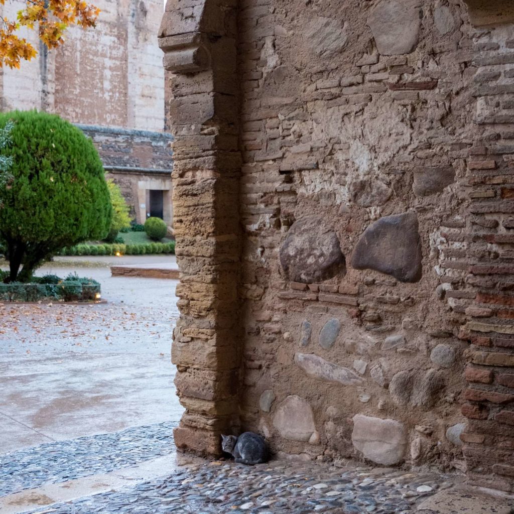 Cat sitting in the corner of an archway, The Alhambra, Granada