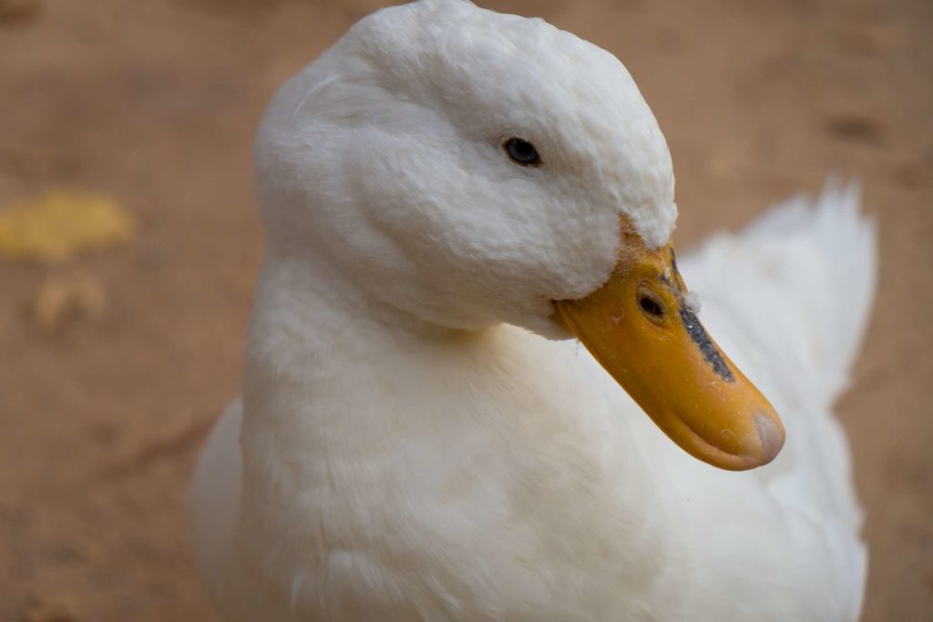 A cute white duck in the gardens of Carmen de los Mártires, Granada