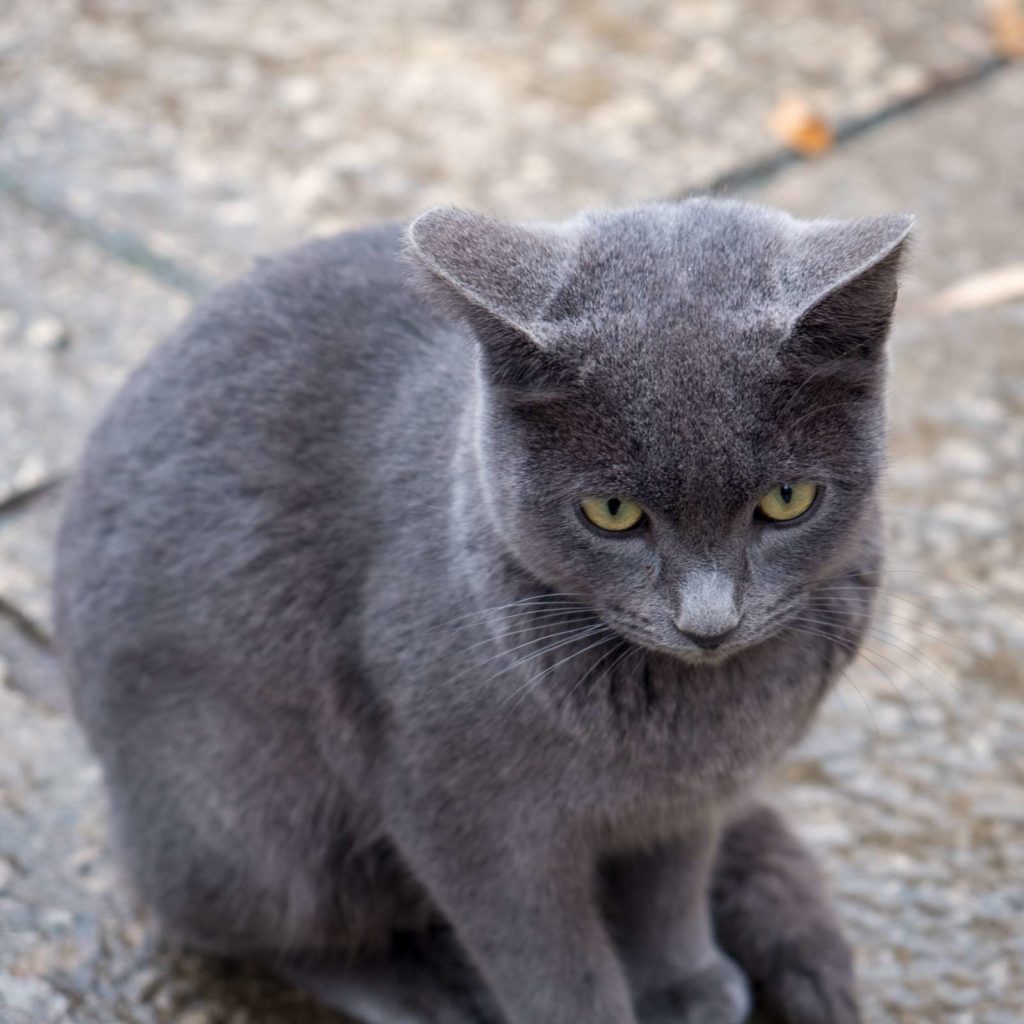 Grey cat in the Alhambra, Granada