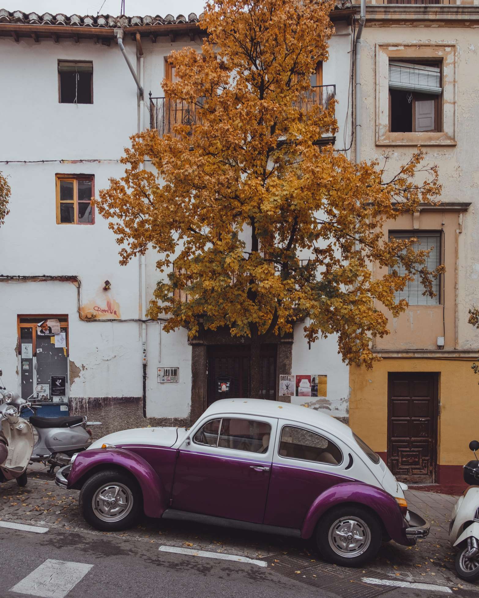 Old metallic purple Beetle car under a copper coloured tree, Granada
