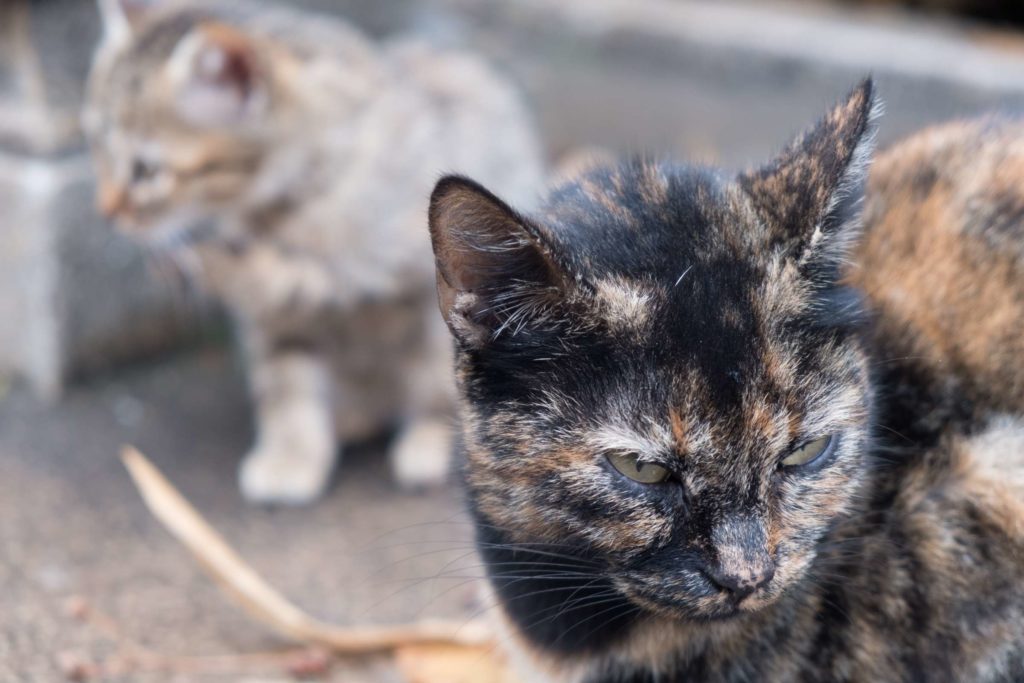 Mother and kitten in the Alhambra, Granada