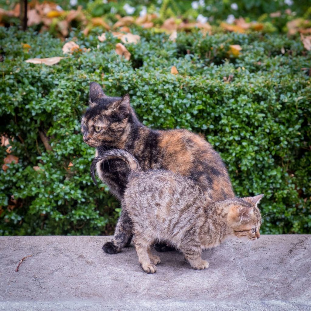 Mother and kitten in the Alhambra, Granada