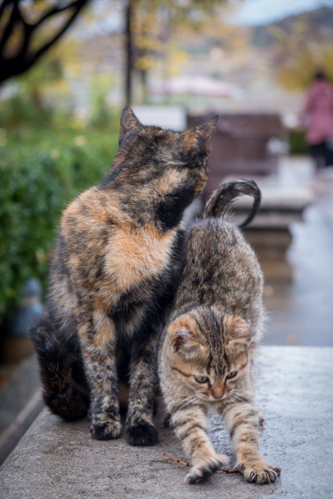 Mother and kitten in the Alhambra, Granada