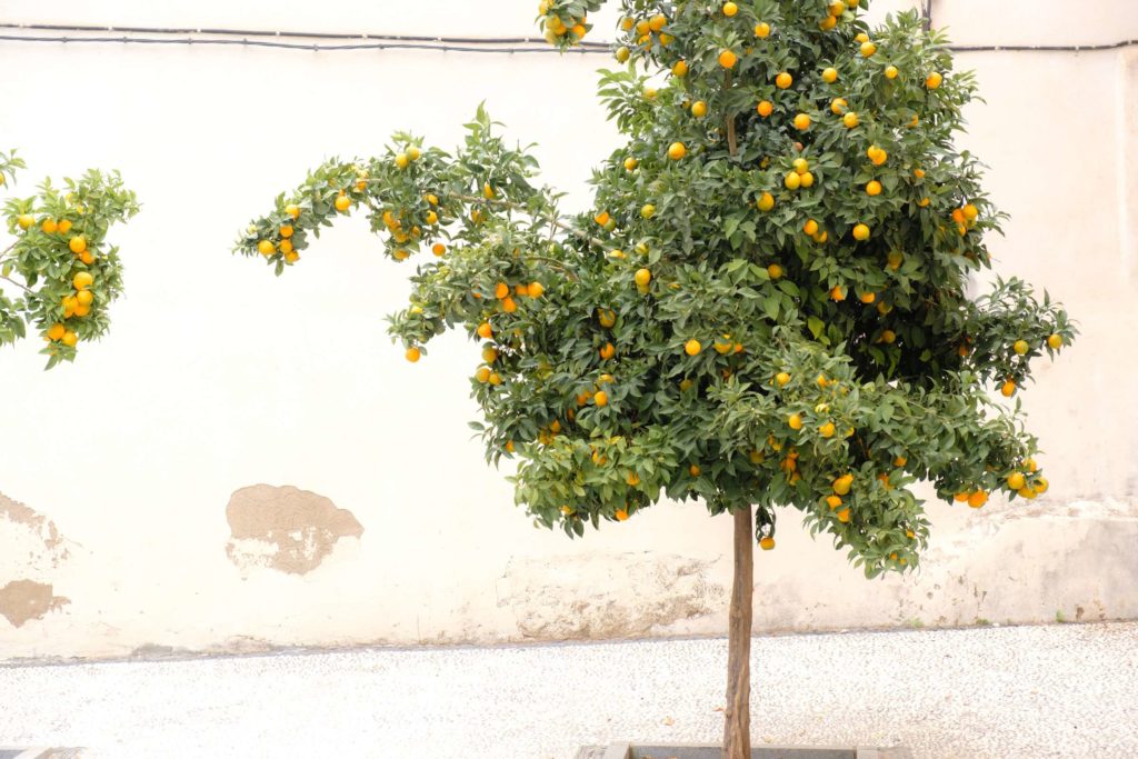 Orange tree in front of a whitewashed wall in Granada