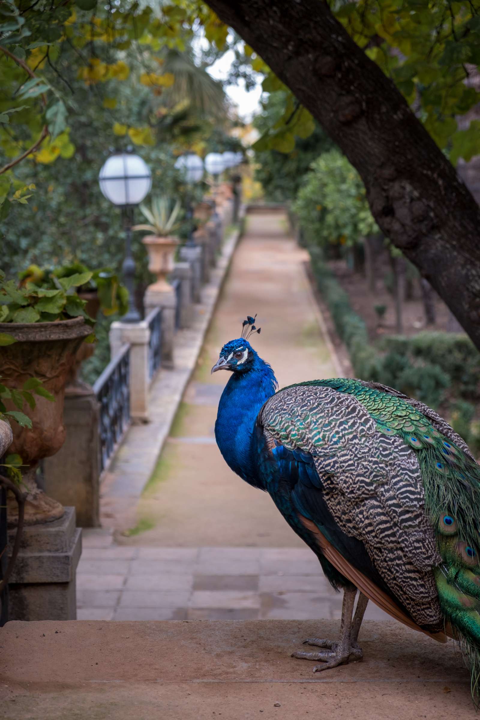 Peacock in long corridor of the gardens of Carmen de los Mártires, Granada