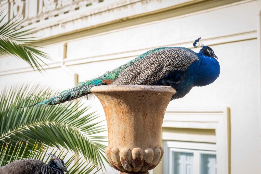 Peacock sitting in a huge garden pot in the gardens of Carmen de los Mártires, Granada