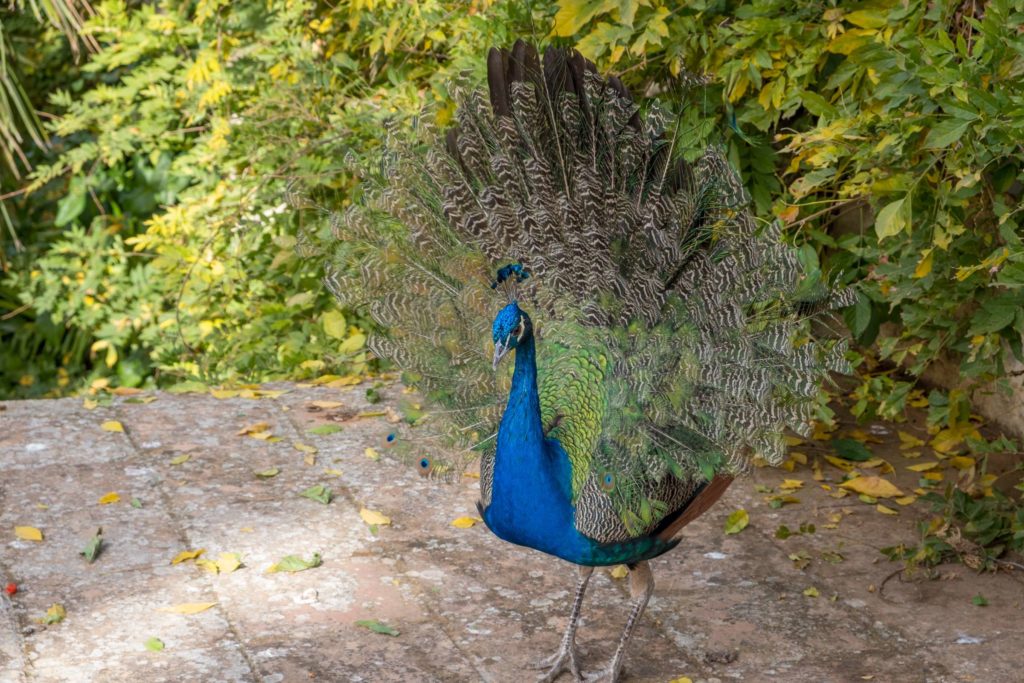 Peacock in the gardens of Carmen de los Mártires, Granada