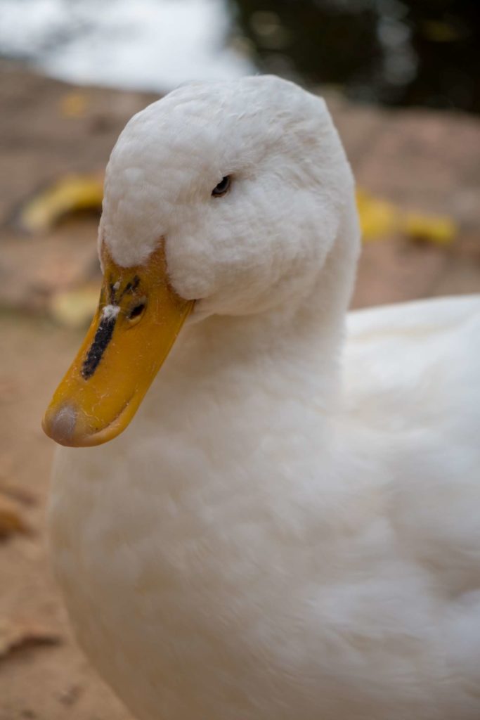 A cute white duck in the gardens of Carmen de los Mártires, Granada