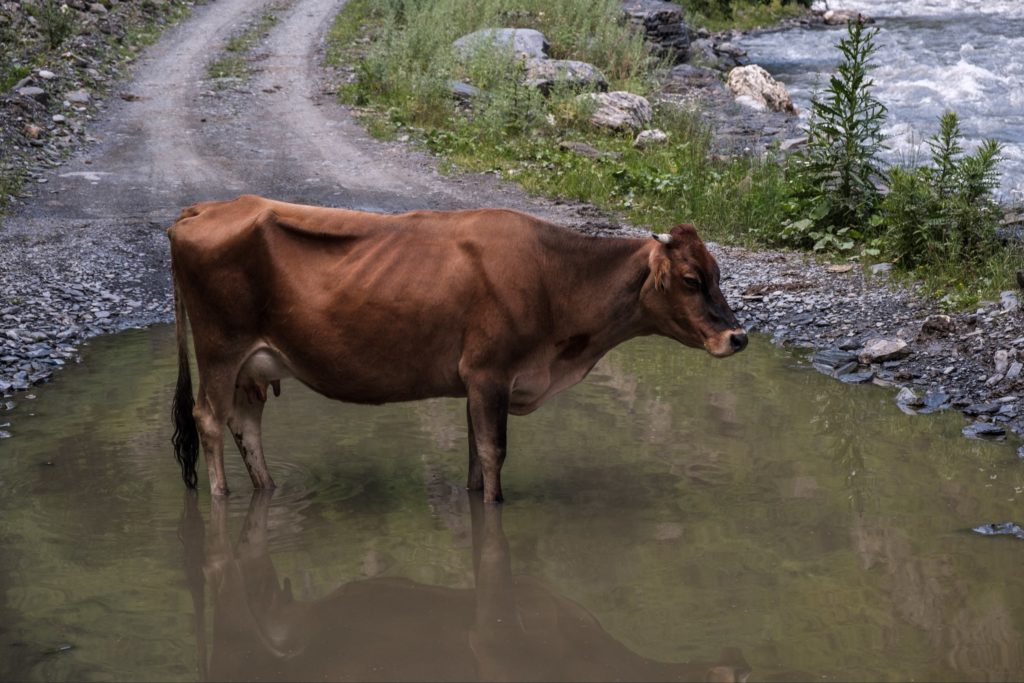 A cow standing in a puddle blocking the road in Khevsureti