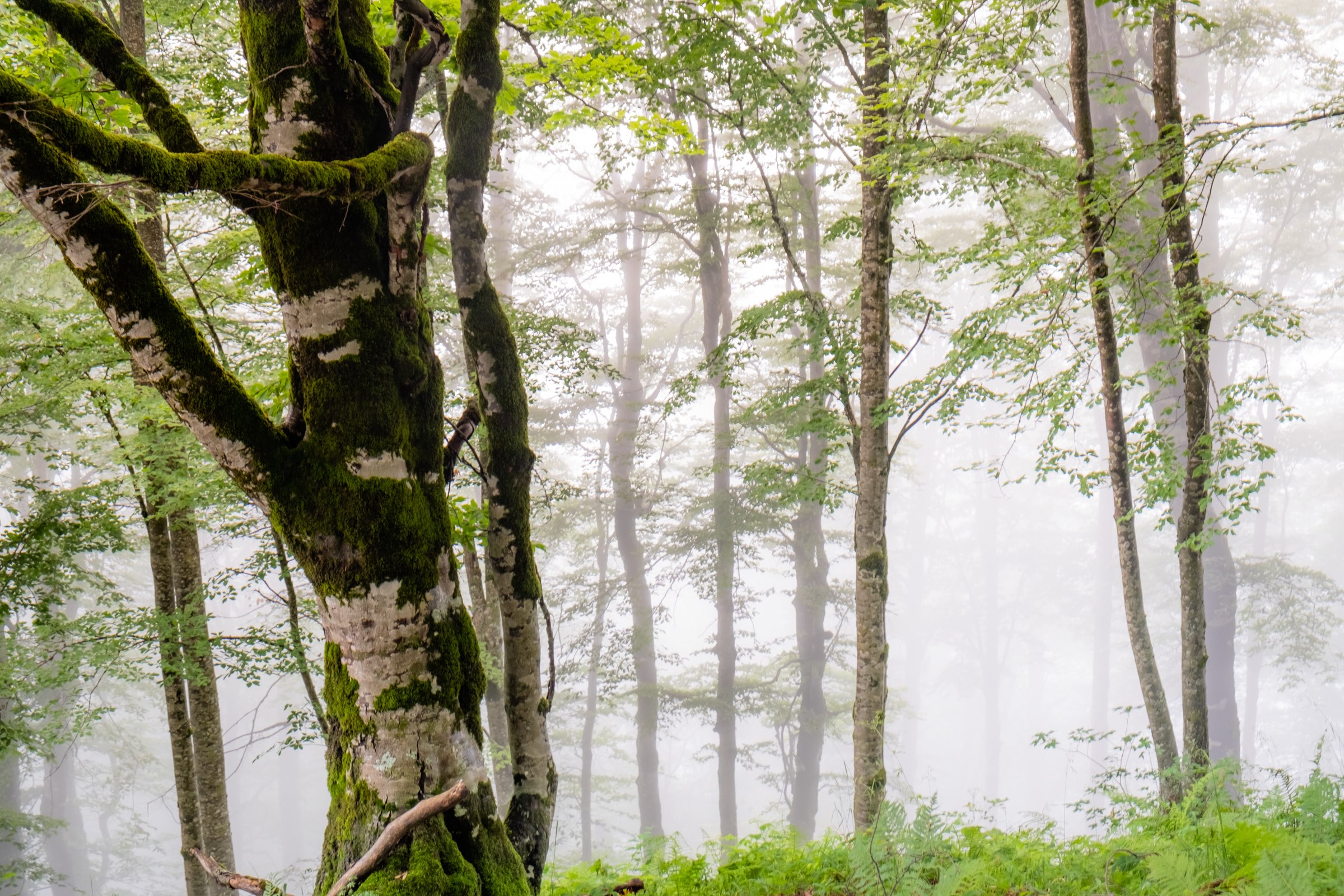 Birch tree covered in moss in a foggy forest high in the mountains of Lagodekhi Protected Areas, Georgia