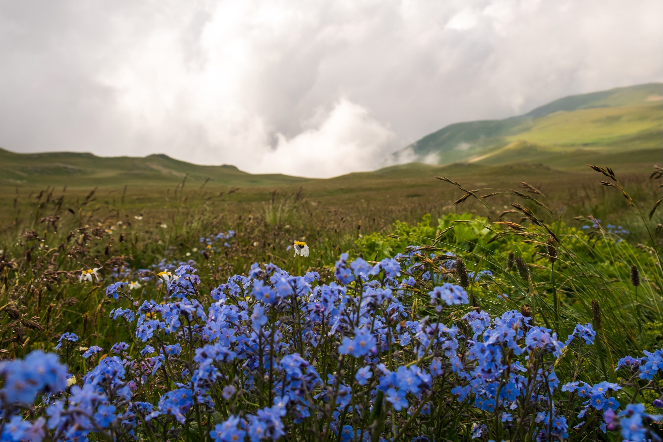 Blue flowers on a mountain plateau in Lagodekhi Protected Areas, Georgia
