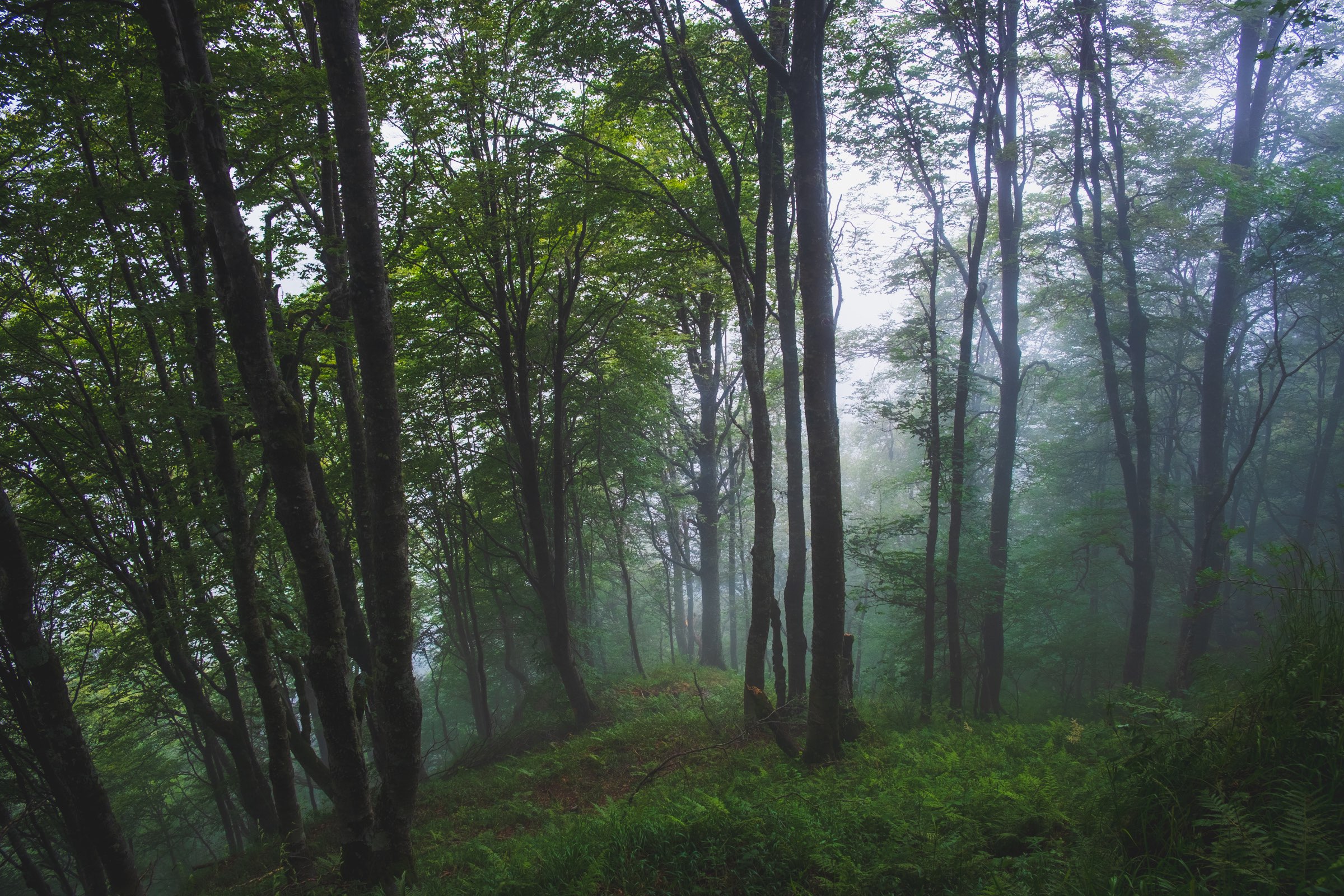 Foggy forest high in the mountains of Lagodekhi Protected Areas, Georgia