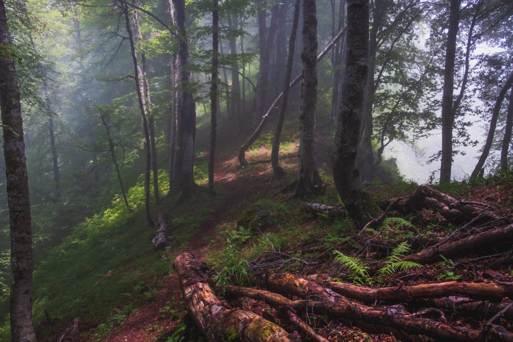 Foggy forest on a ridge in Lagodekhi Protected Areas