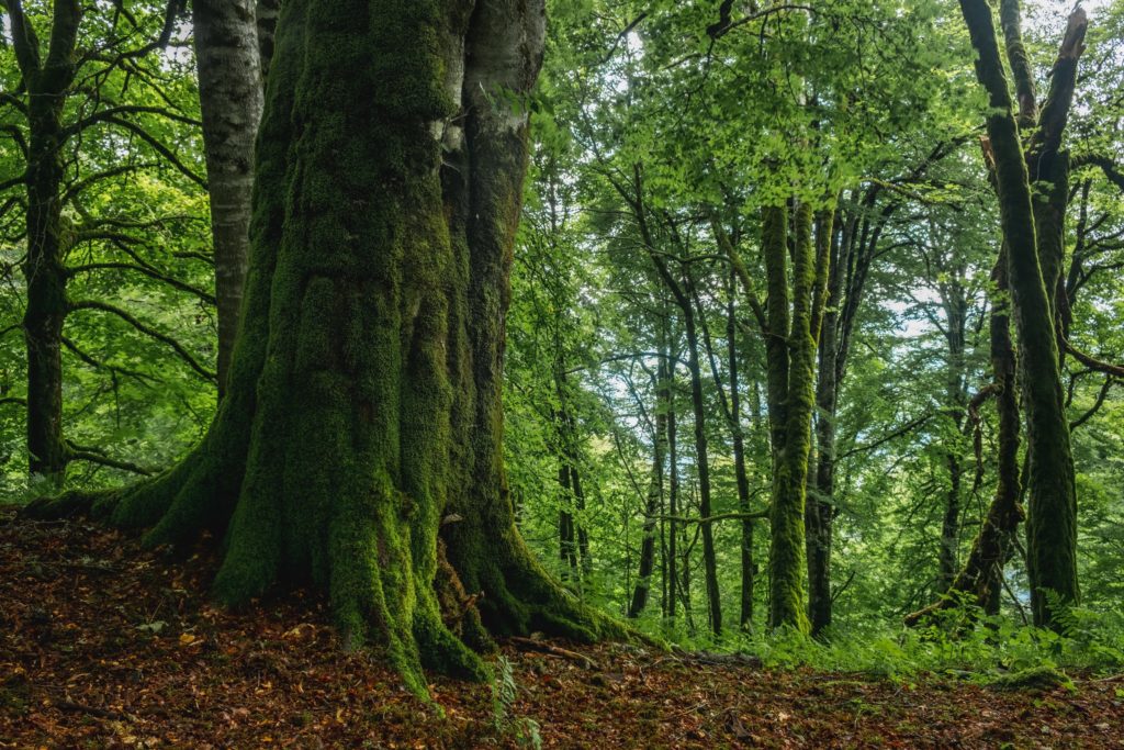 Huge tree trunk covered in moss in the humid forests of Lagodekhi Protected Areas, high in the Caucasus mountains, Georgia