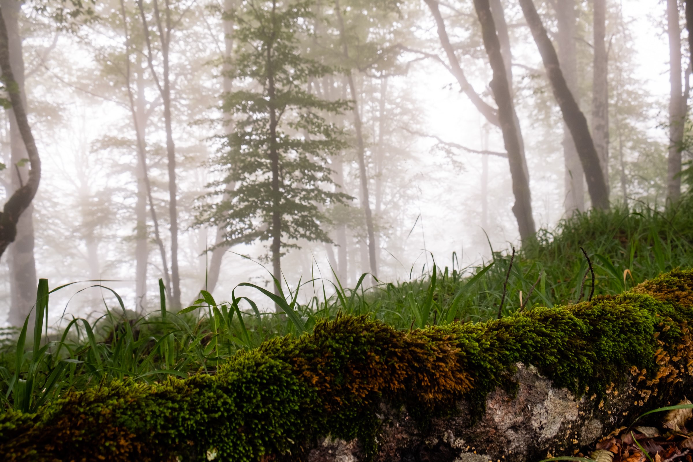 Moss covered fallen tree in a foggy forest high in the mountains of Lagodekhi Protected Areas, Georgia