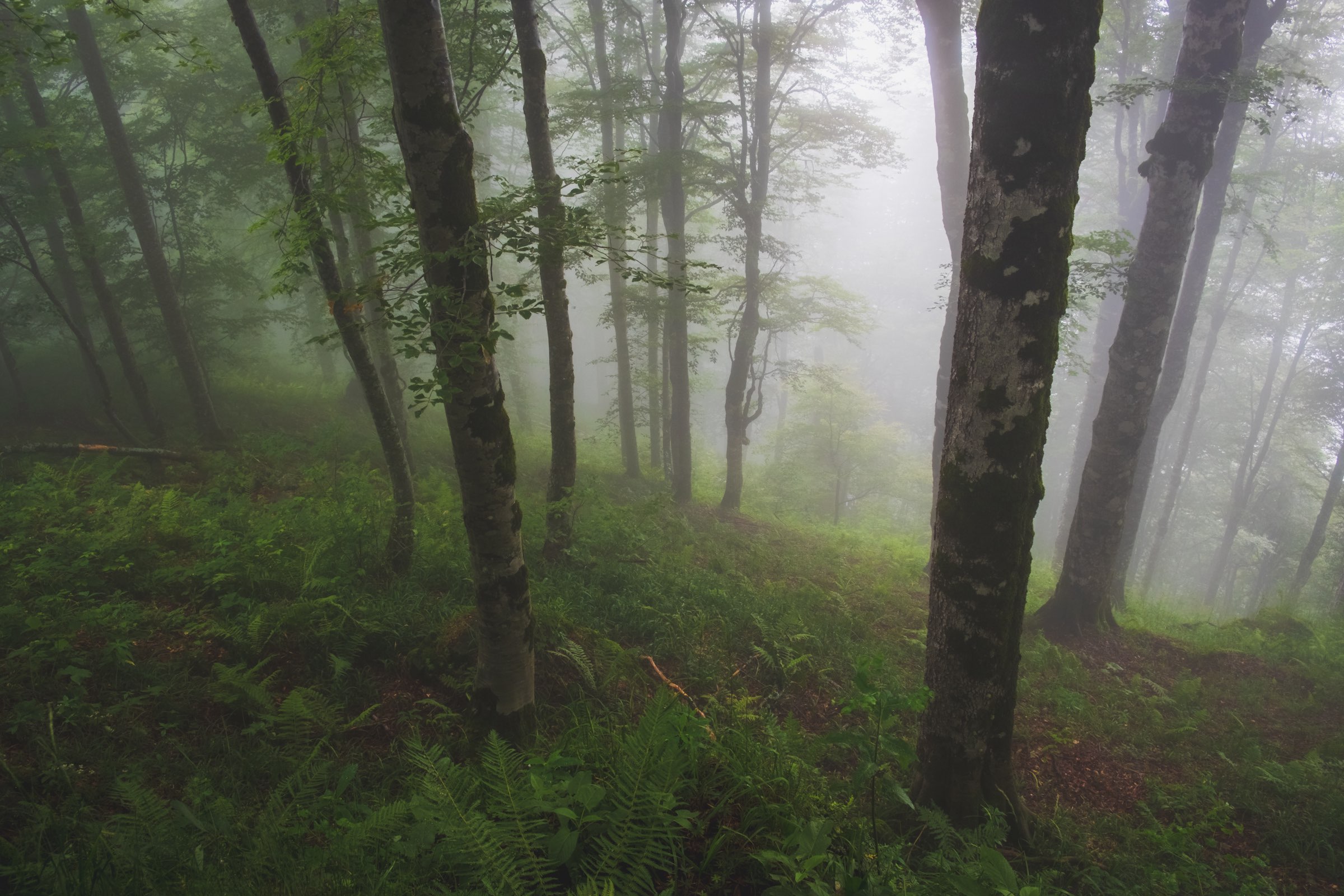 Foggy forest high in the mountains of Lagodekhi Protected Areas, Georgia