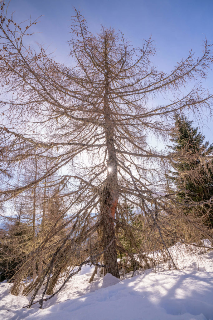 Early morning light and creepy bare tree at Hochrindl, Carinthia