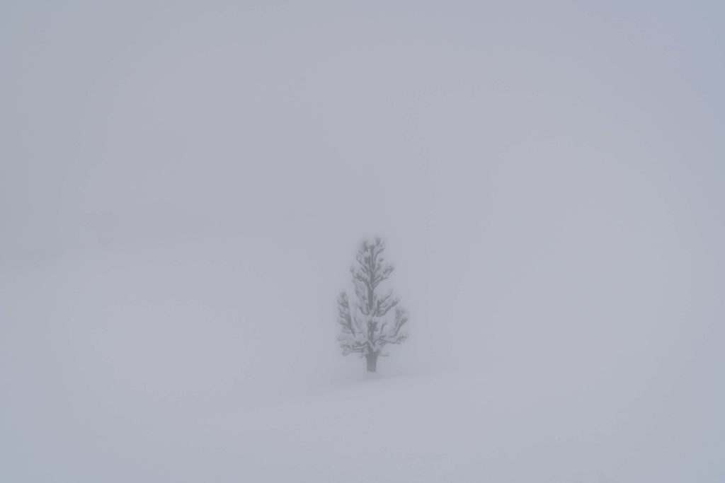 Lone tree in thick winter fog and snow Zell Pfarre, Carinthia
