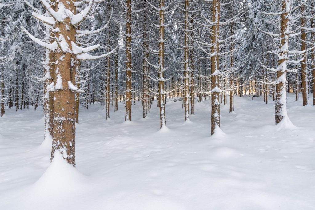 Snowy forests near Simonhöhe, Sankt Urban, Carinthia, Austria