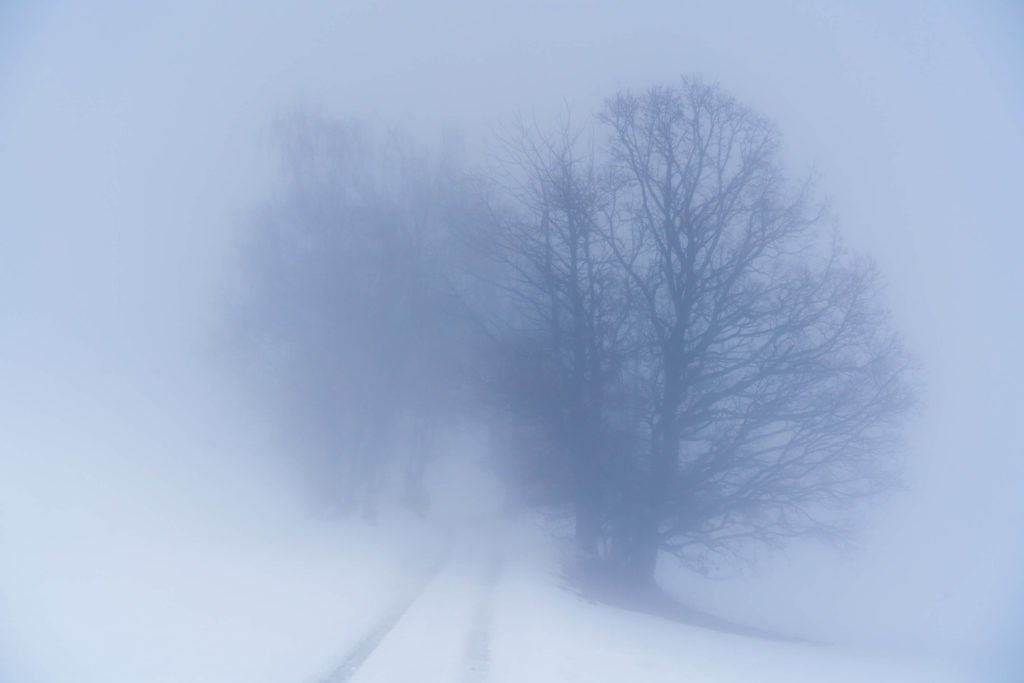 Trees in thick fog and snow near Tatschnigteich lakes, Carinthia