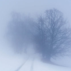 Trees in thick fog and snow near Tatschnigteich lakes, Carinthia