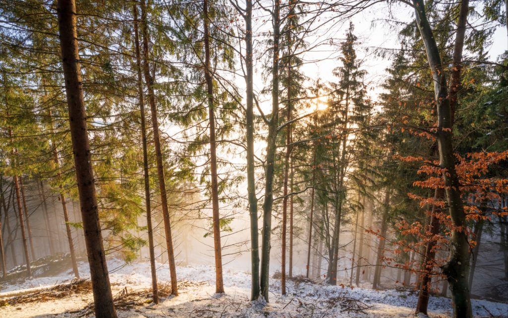 Warm sun penetrating the foggy forests of Magdalensberg