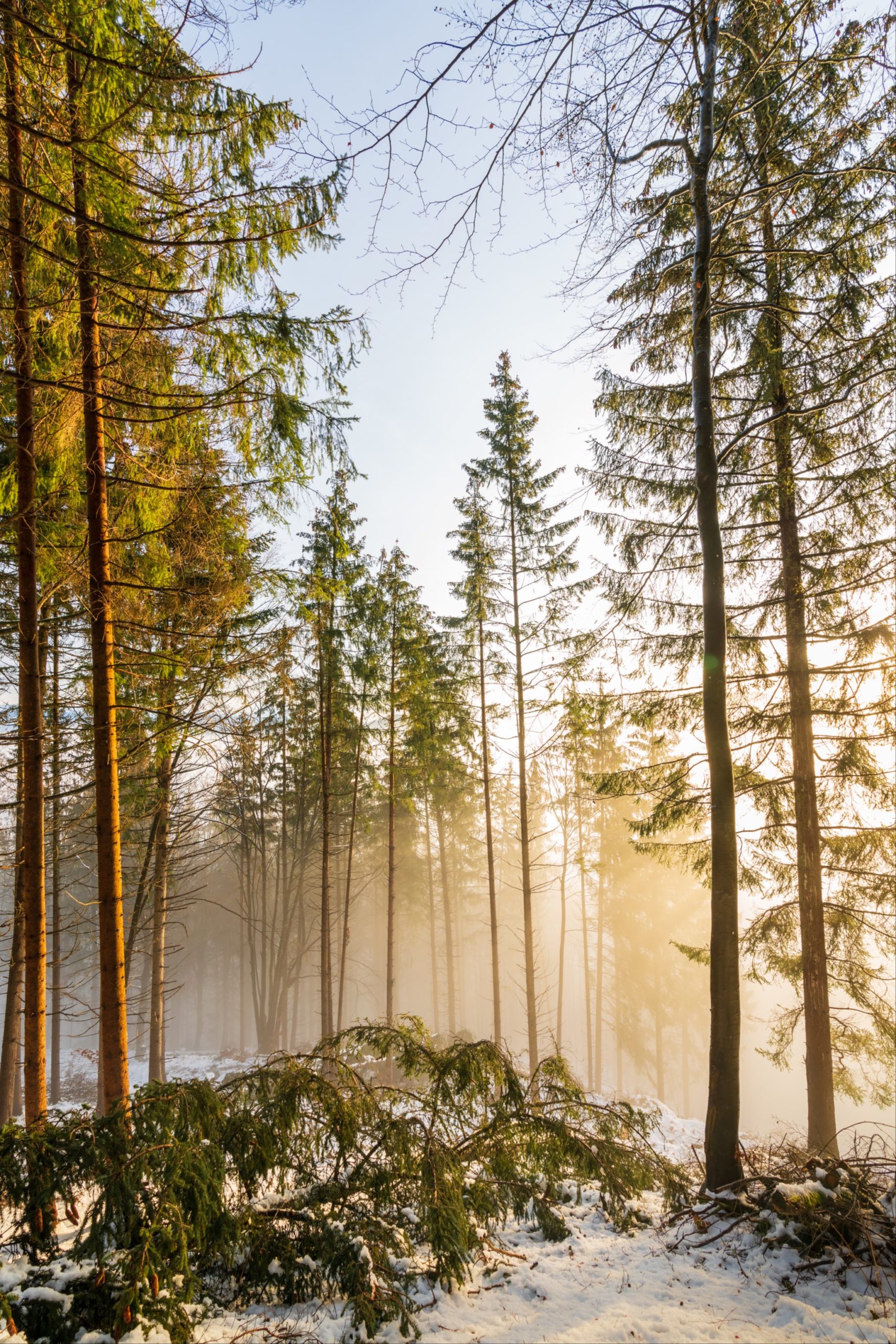 Warm sun penetrating the foggy winter forests of Magdalensberg