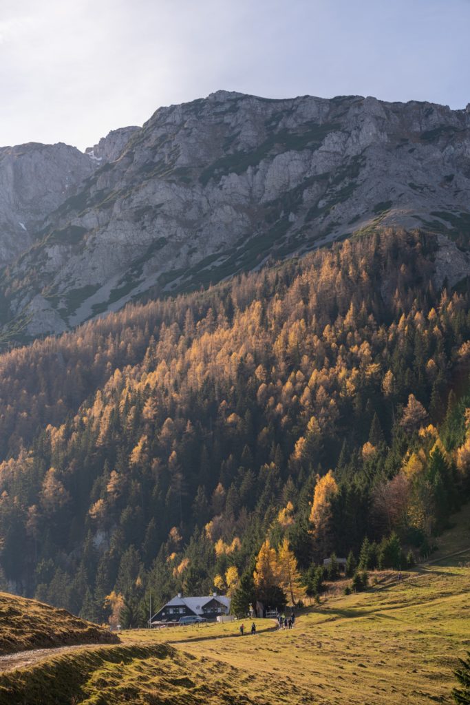 Edelweißhütte on a sunny day with Schneeberg and its autumnal forests towering above