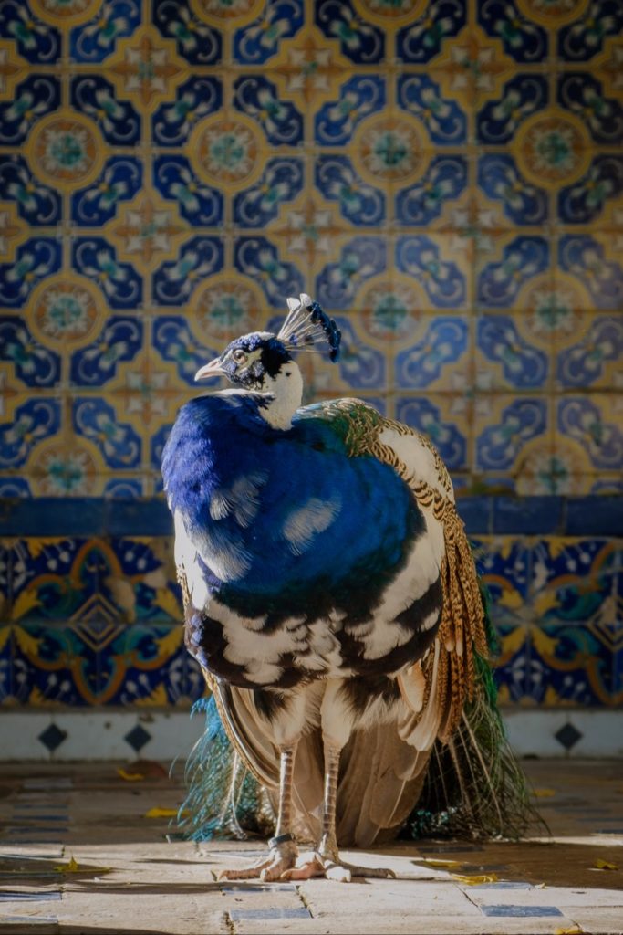 Peacock posing with tiled background in gardens of La Casa del Rey Moro