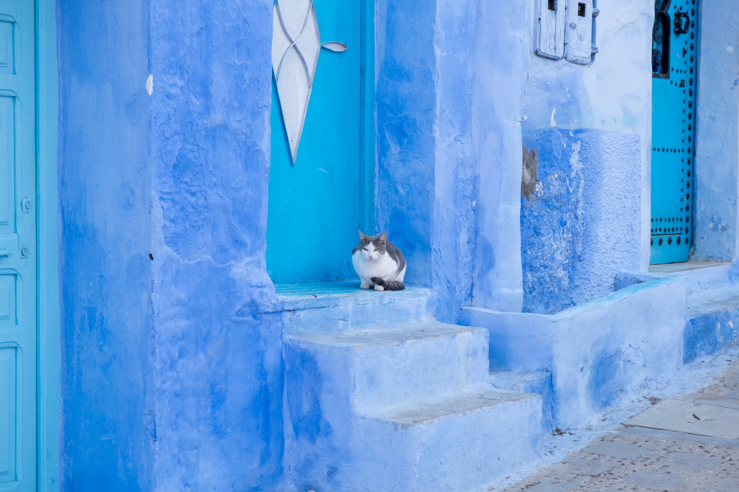 A cat sitting in a blue doorway, Chefchaouen, Morocco
