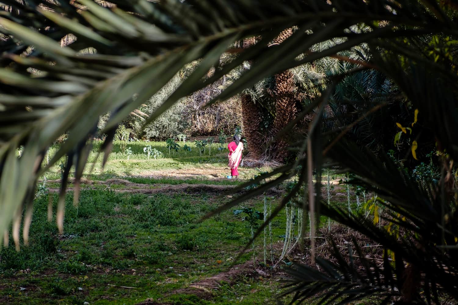 A woman in red in the palm groves of Tinghir