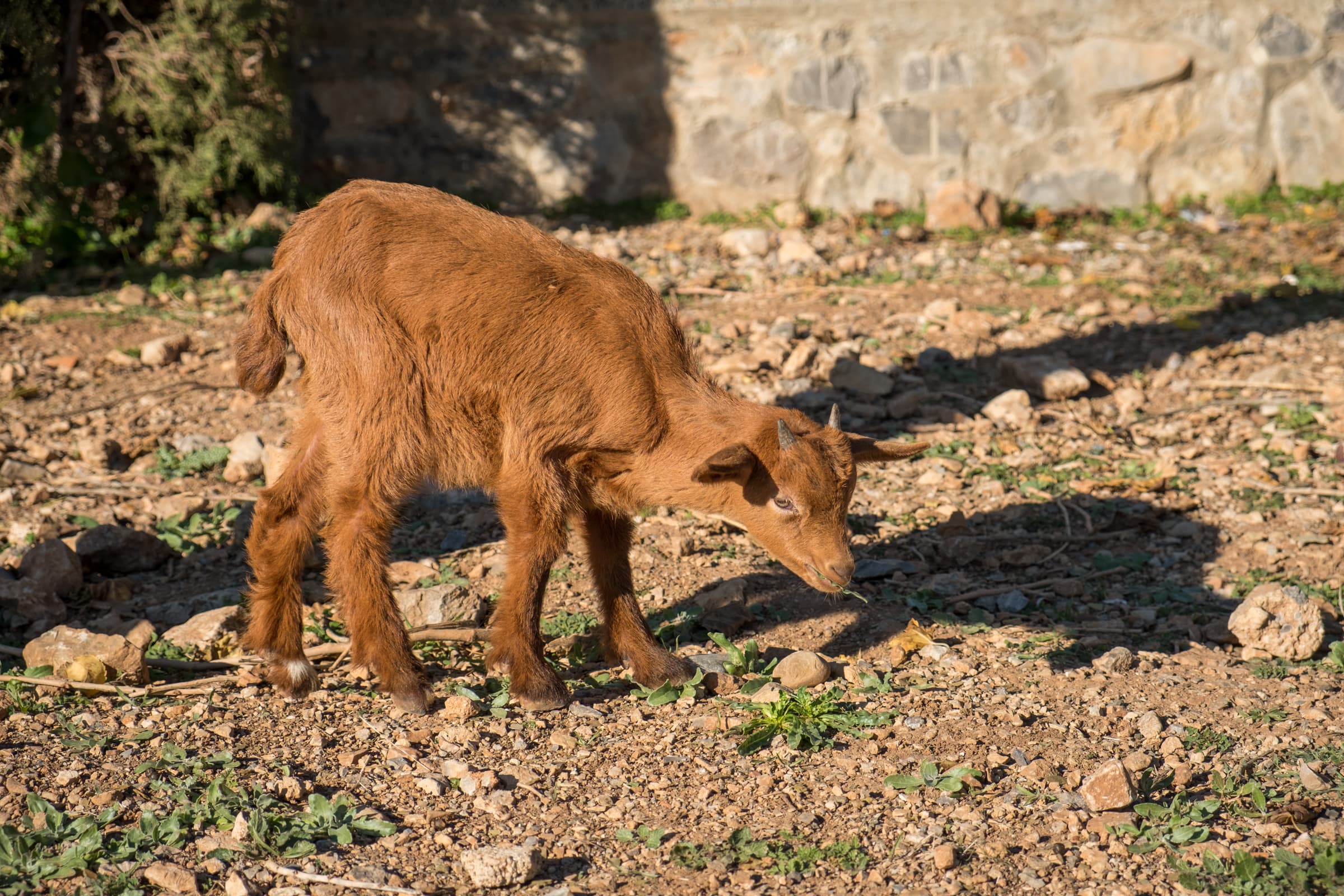 A young goat in Chefchaouen, Morocco