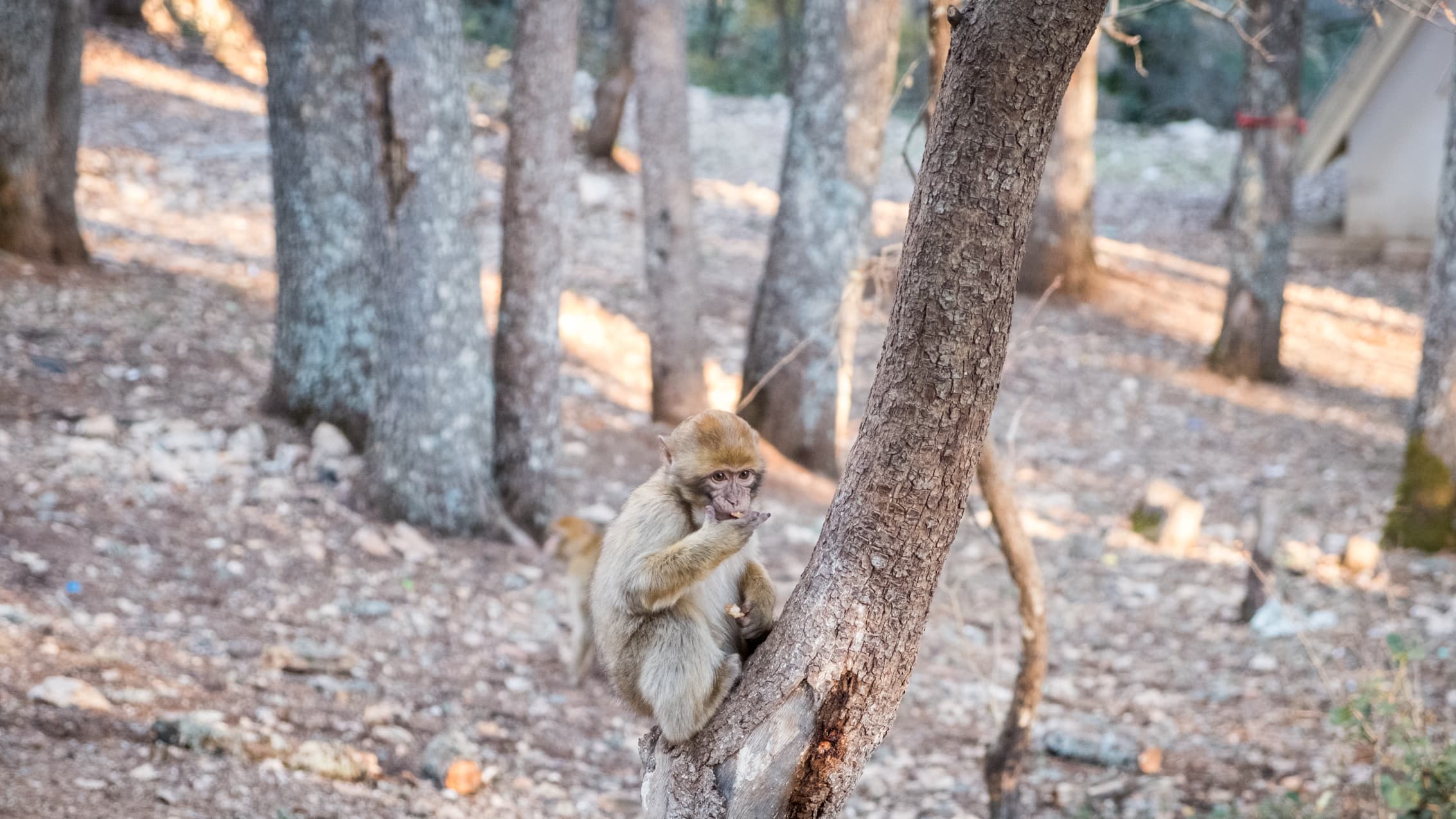 Baby Monkey in a tree in Ifrane, Morocco