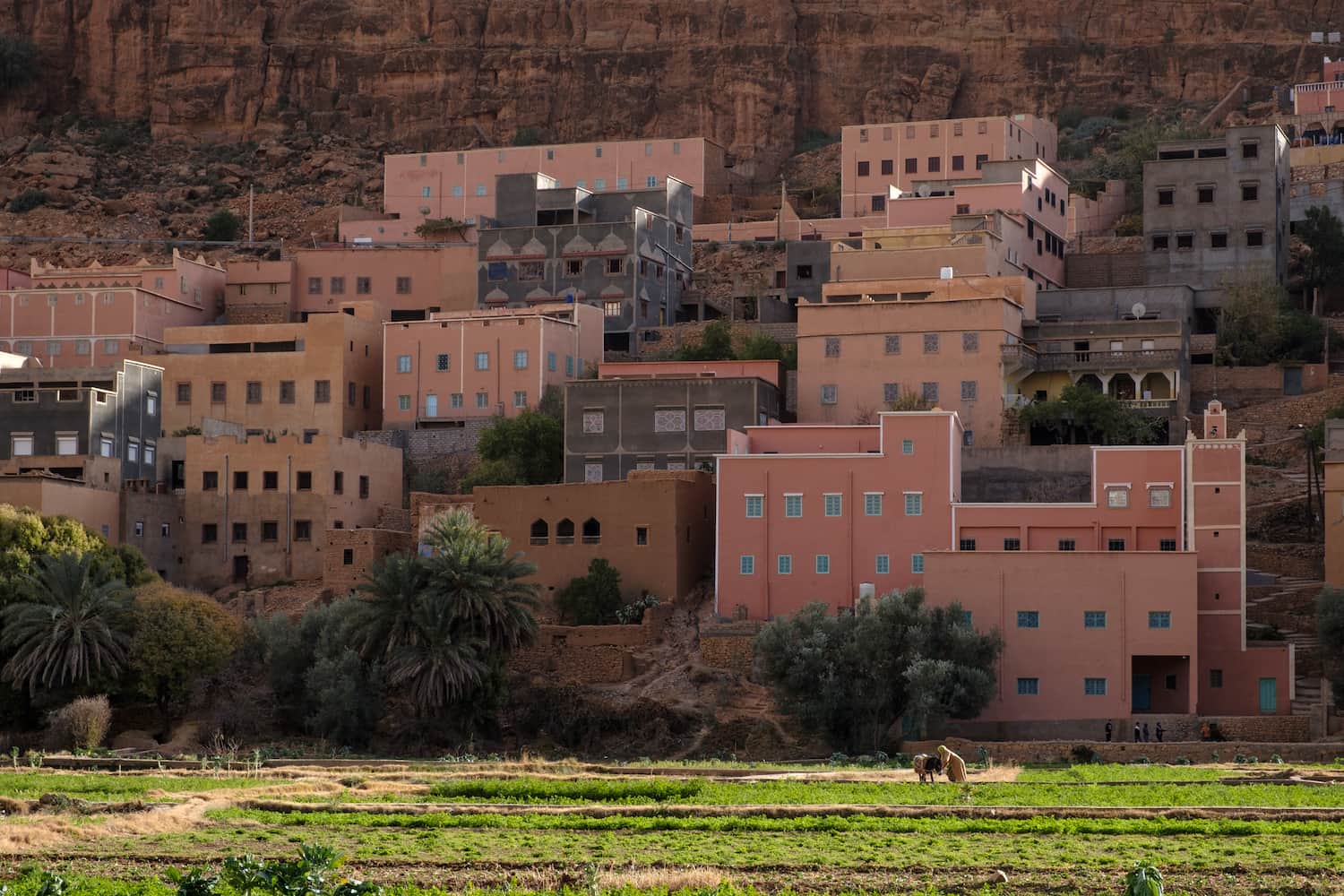 Farmers in the palm groves below a new vilage in Tinghir
