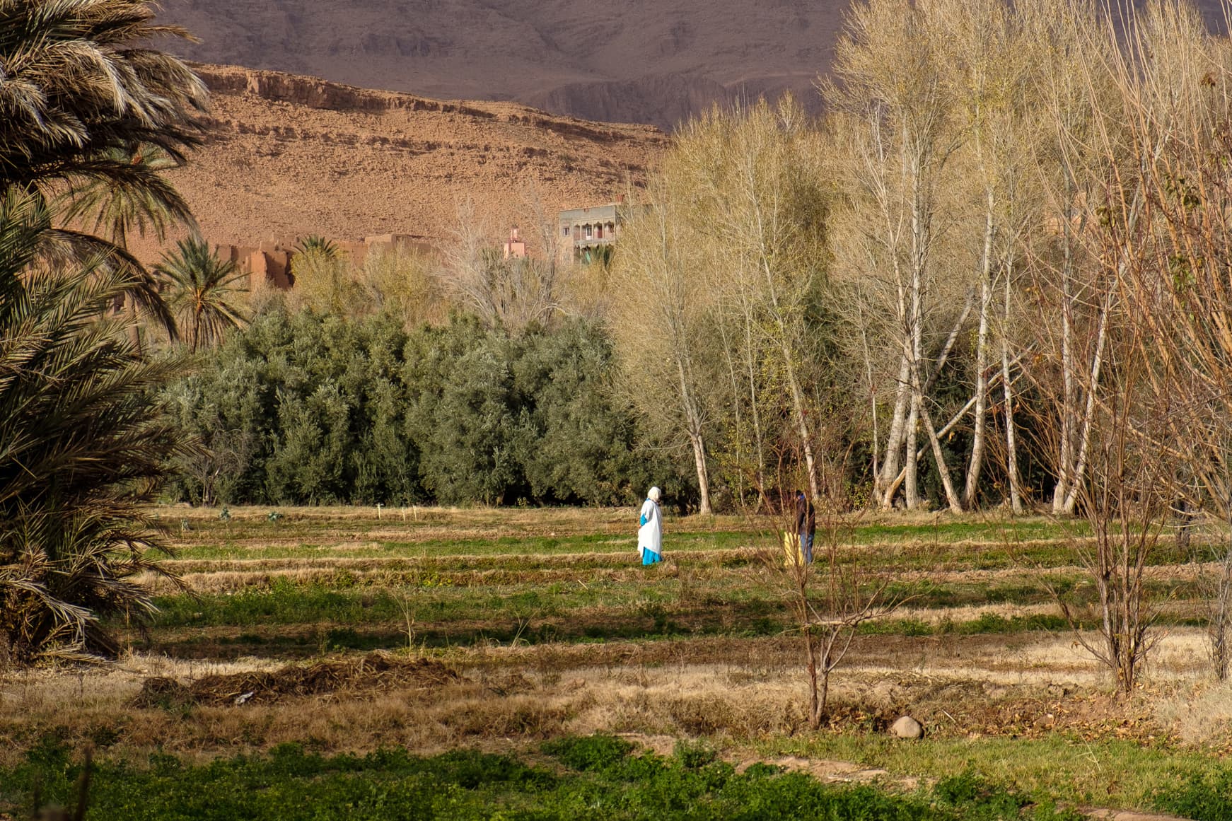Farmers in the palm groves of Tinghir