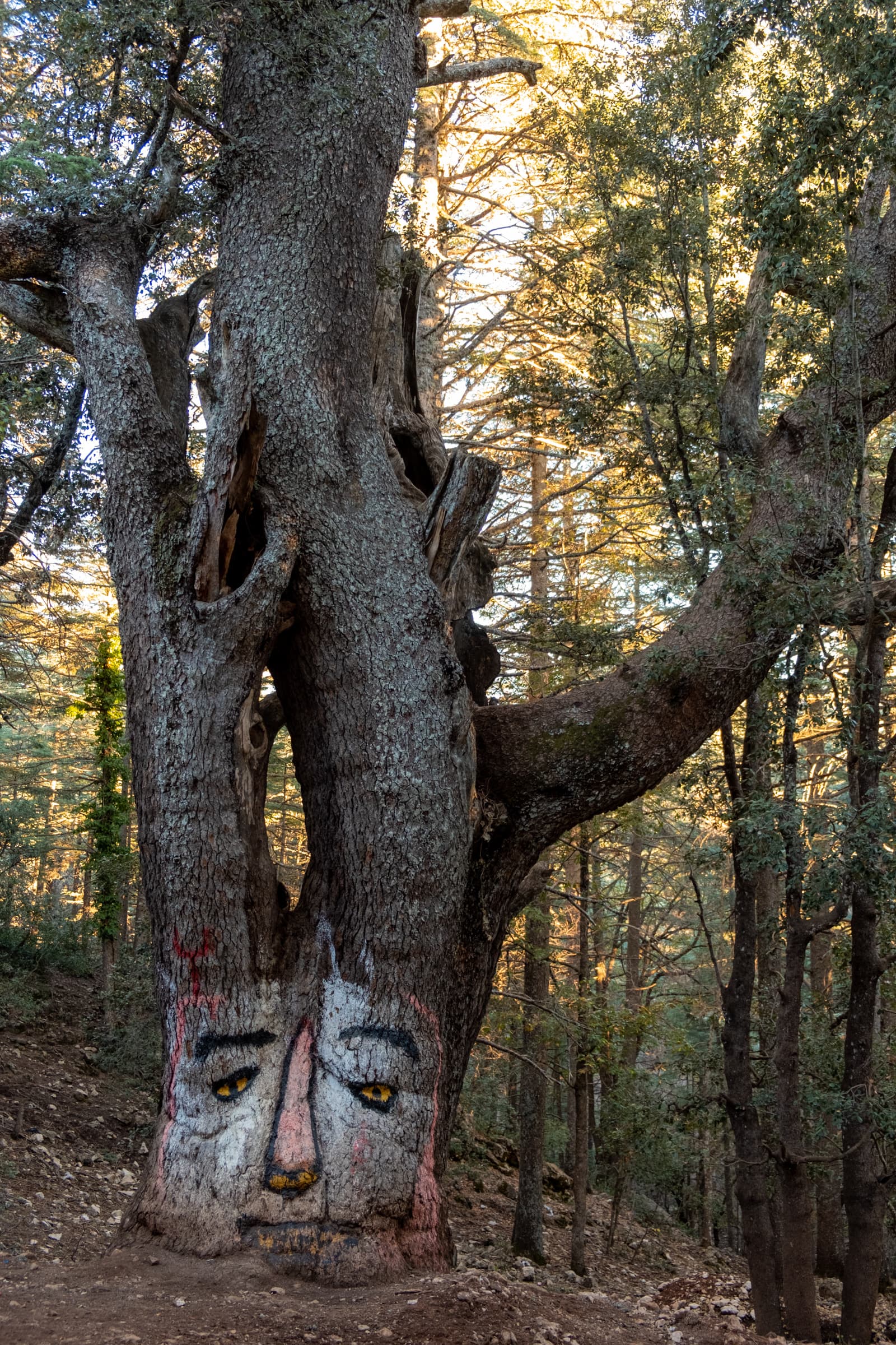 Graffiti on a tree in Ifrane