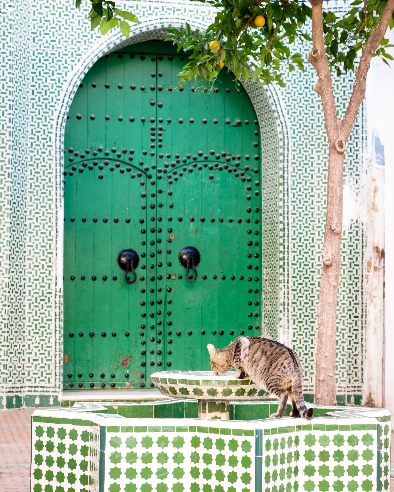 Amongst all the blue, a green corner with a cat drinking from a fountain, Chefchaouen, Morocco