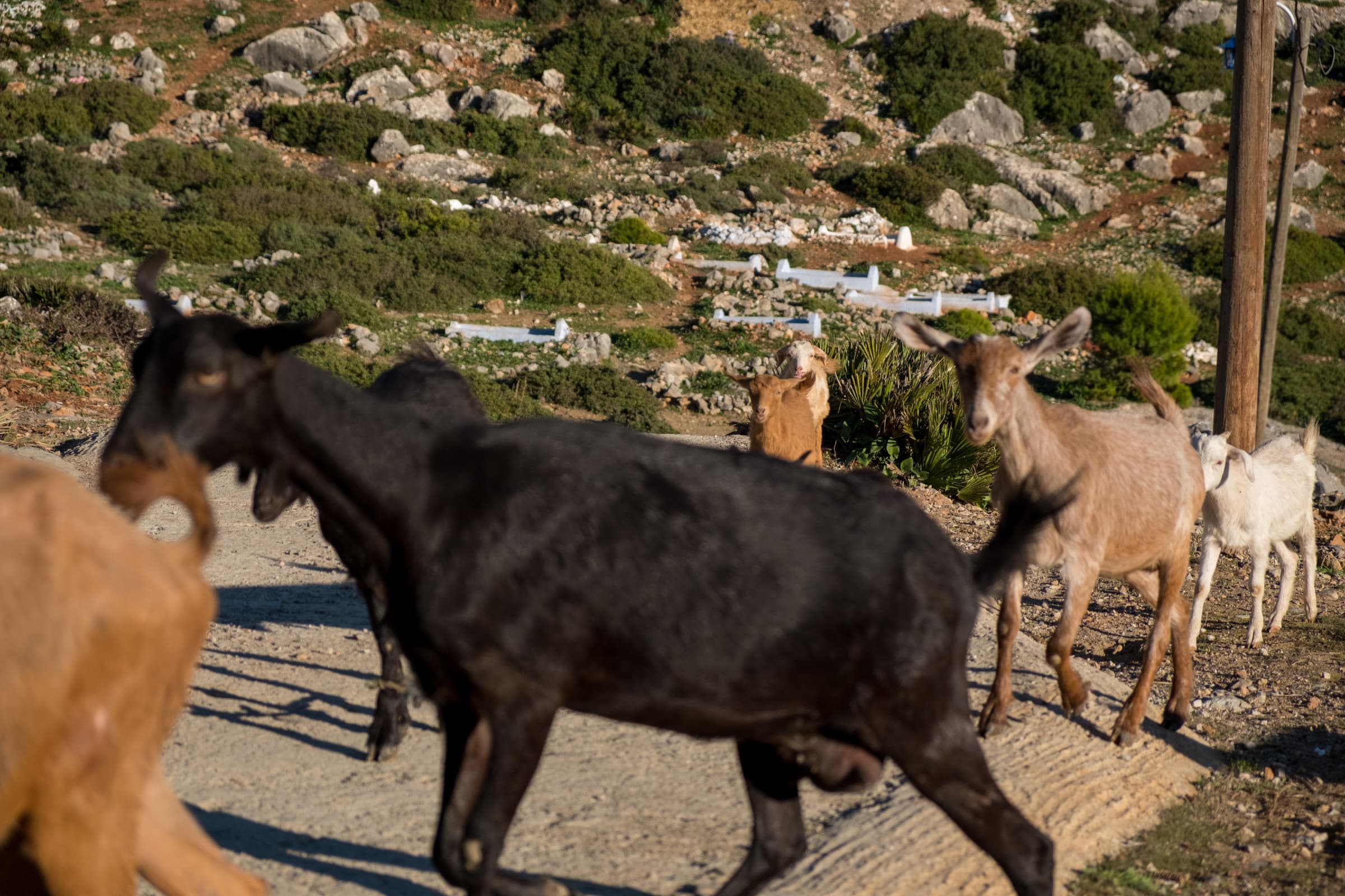 Herded goats in the mountains around Chefchaouen, Morocco
