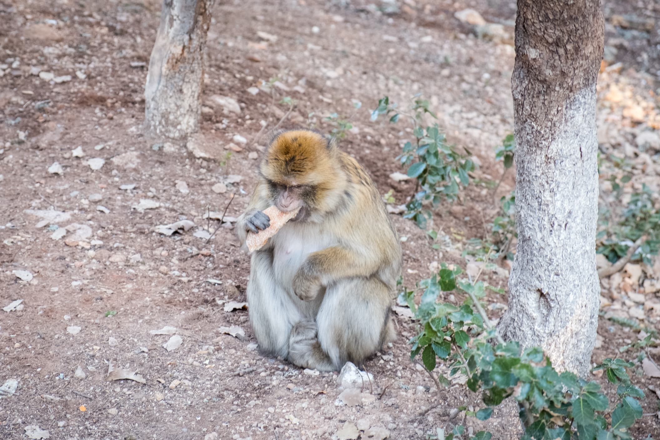 Monkey eating food from a tourist in Ifrane, Morocco