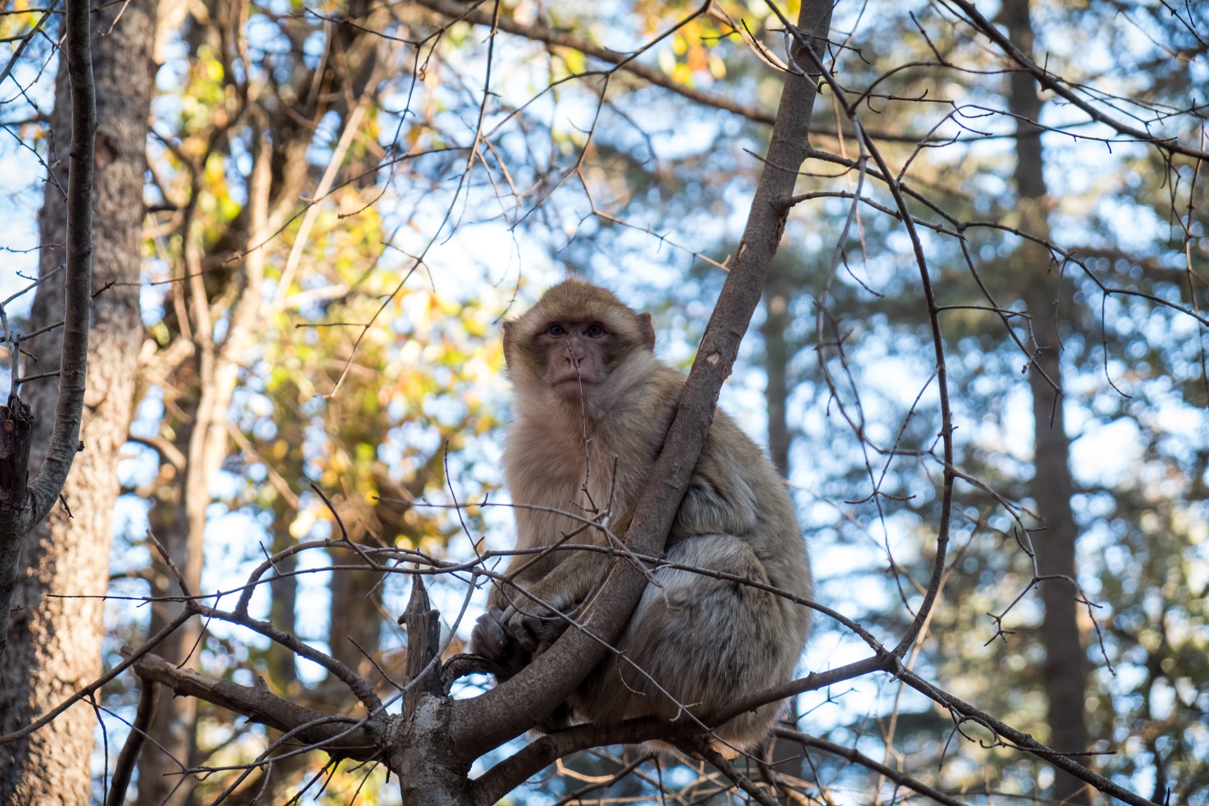 Monkey in a tree in Ifrane, Morocco