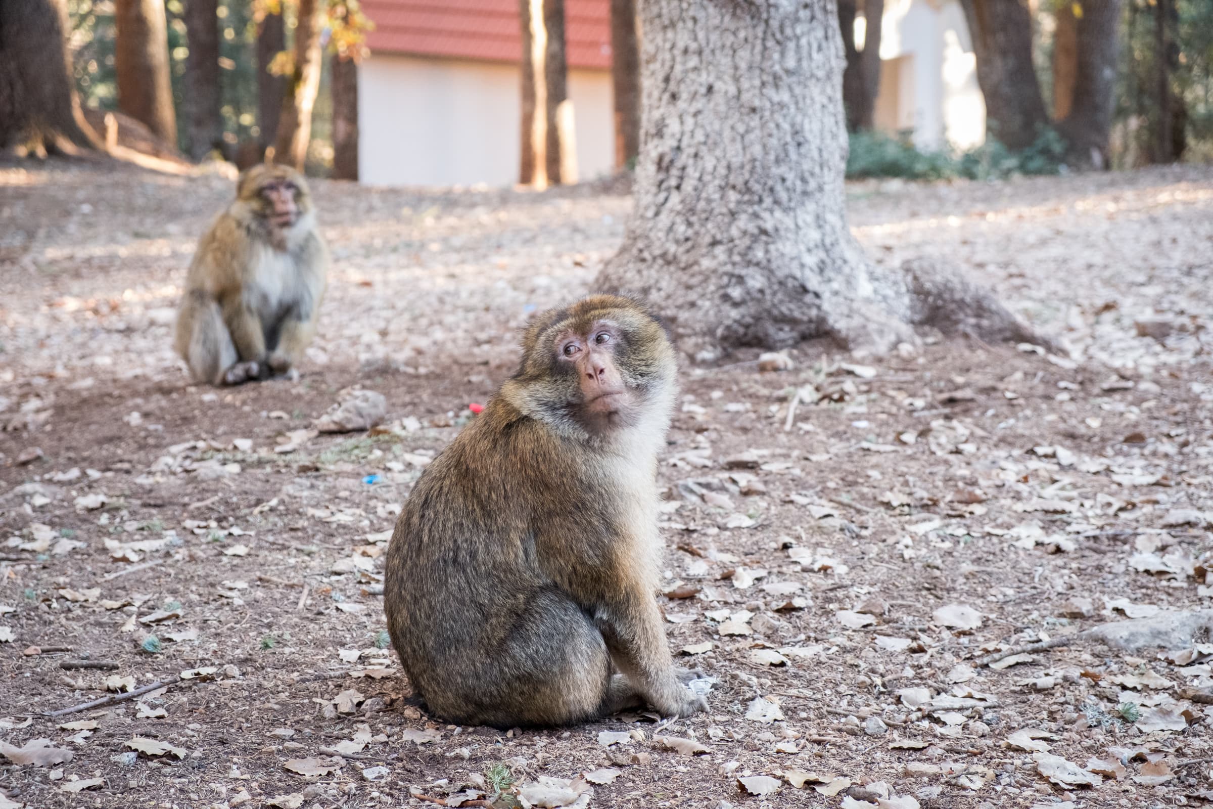 Monkeys in Ifrane, Morocco