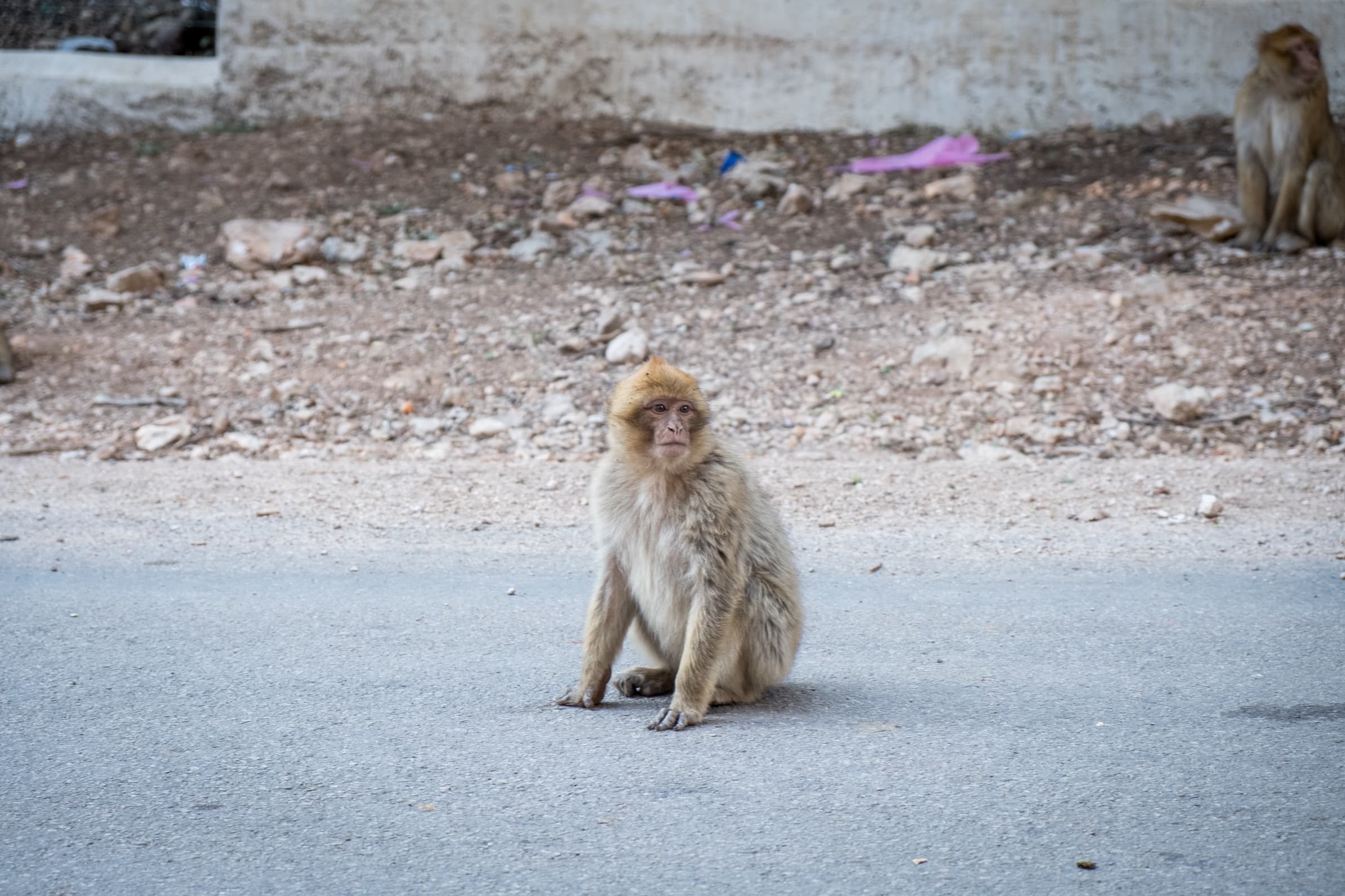 Monkeys on the road in Ifrane, Morocco