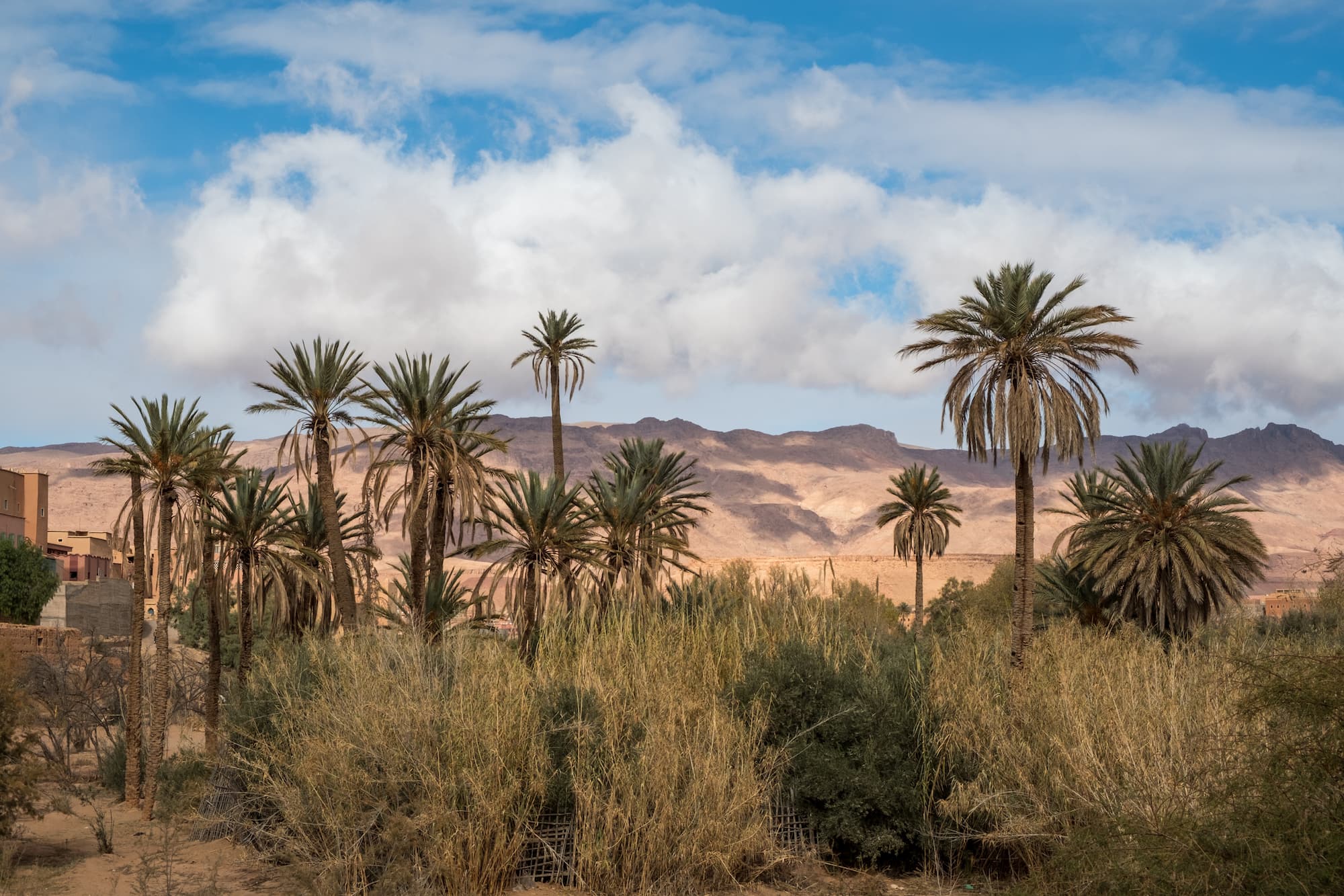 Palm trees and barren mountains in Tinghir