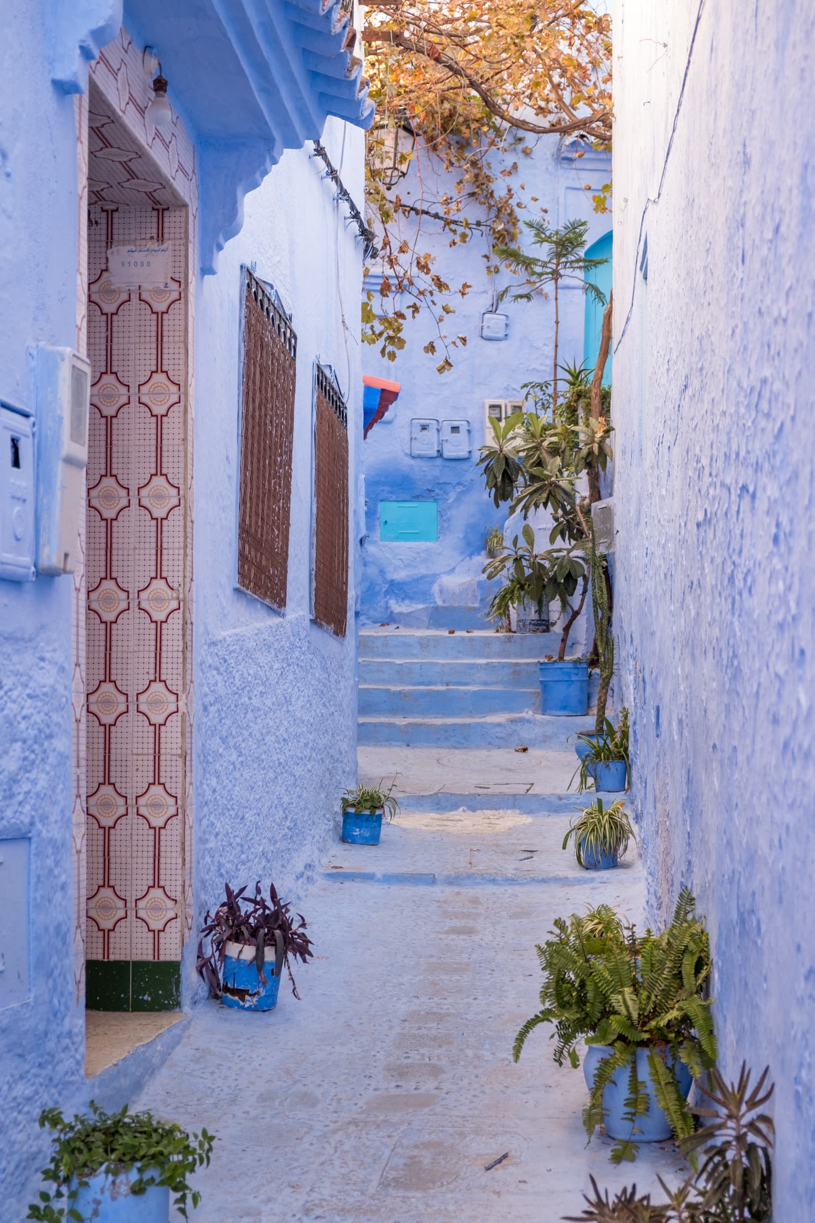 A blue side street with lots of potted plants Chefchaouen, Morocco