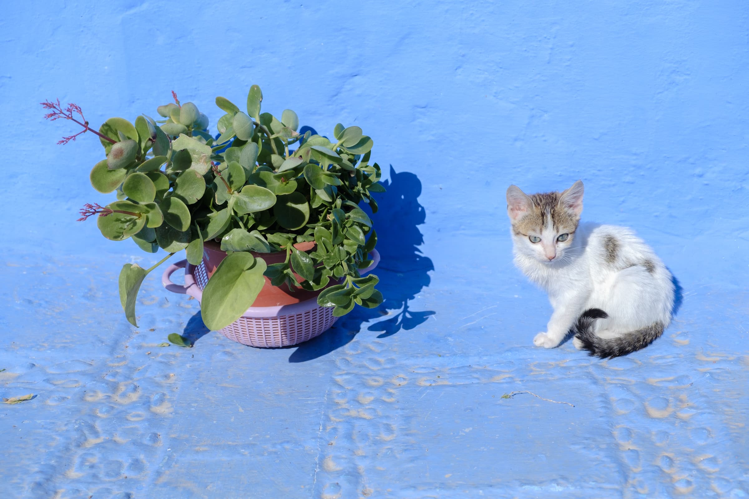 Tiny kitten and a potted plant against the blue of Chefchaouen, Morocco