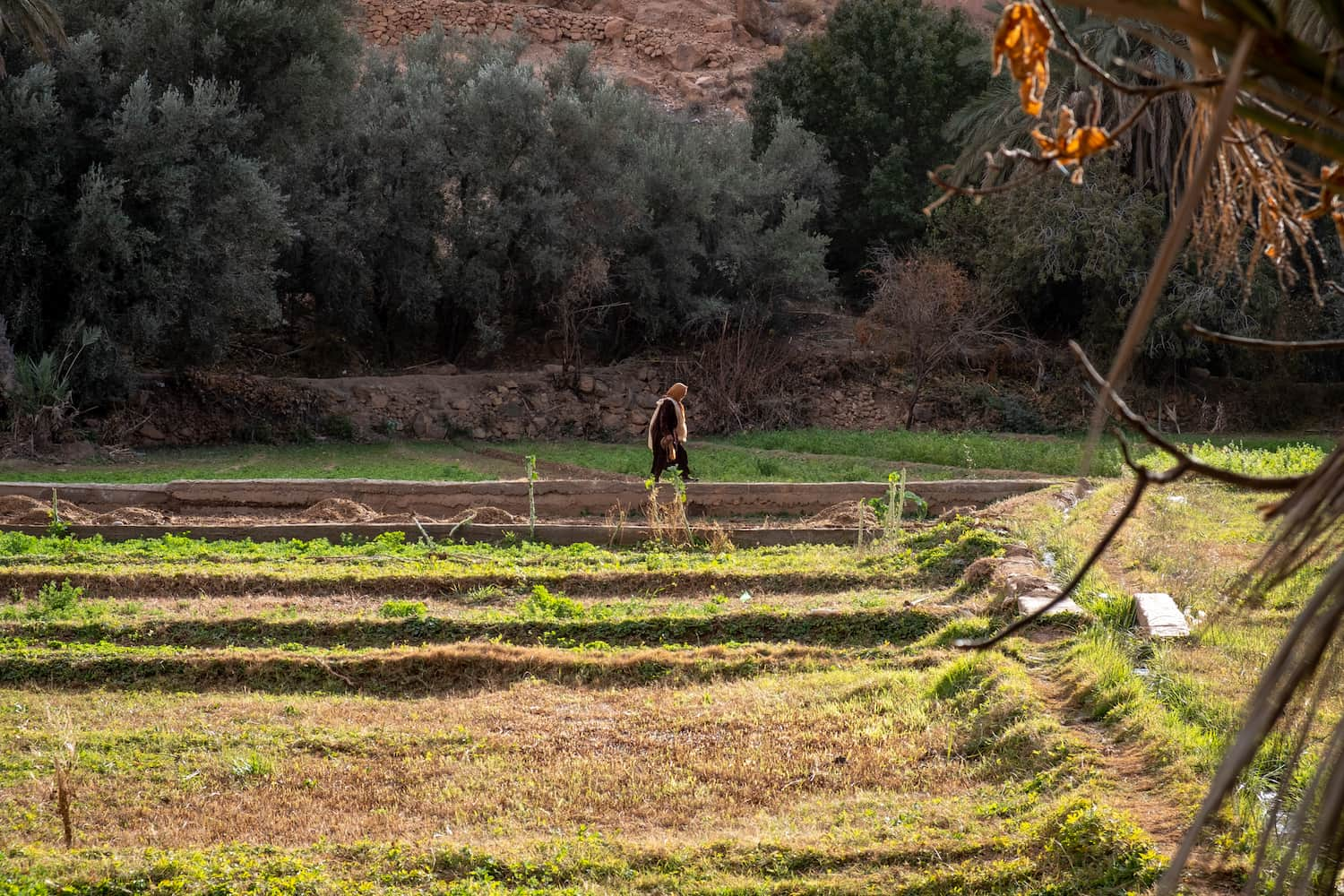 A woman working the fertile Todra lands in golden light