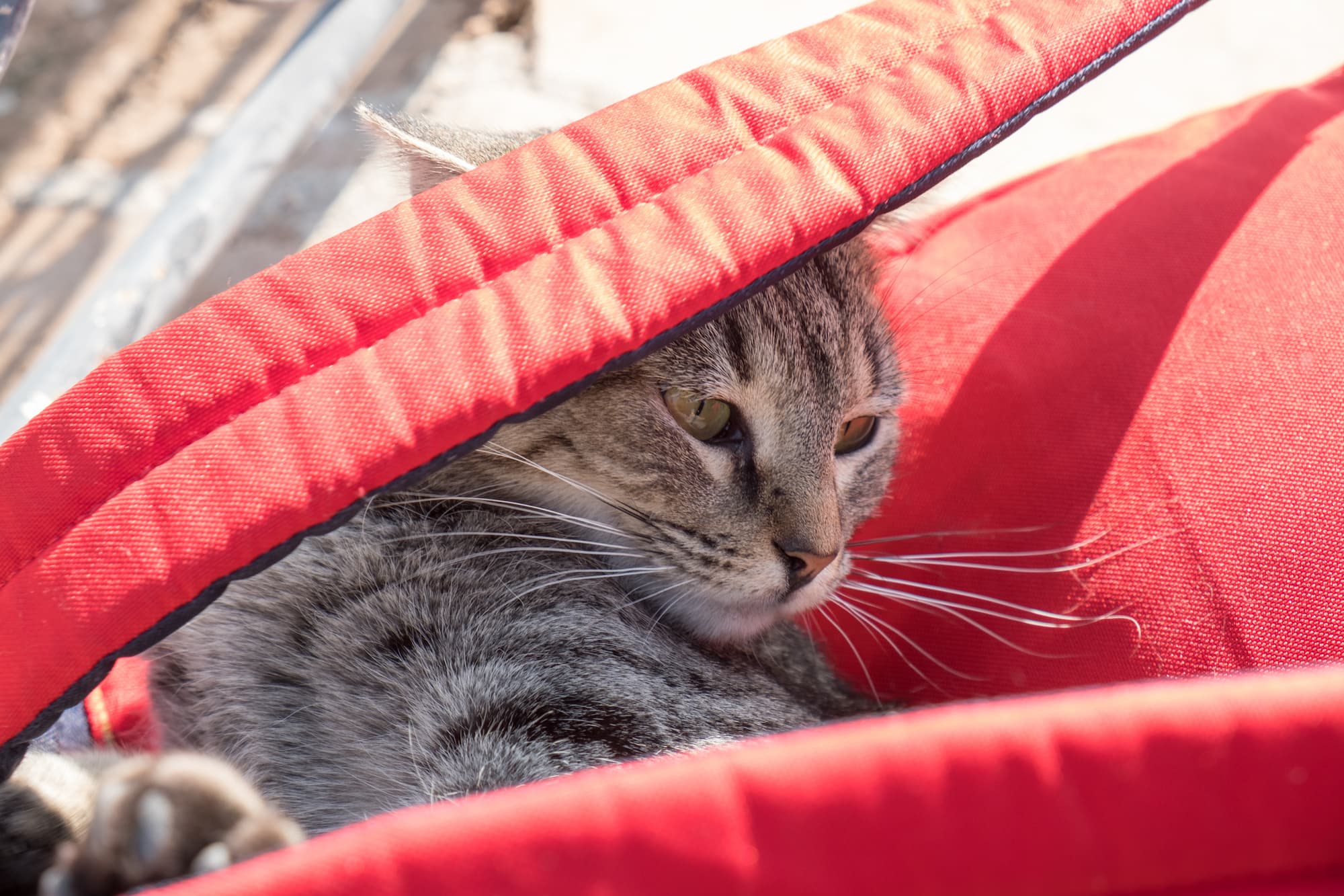 A cat curled up on Carolines rucksack in El Badi palace