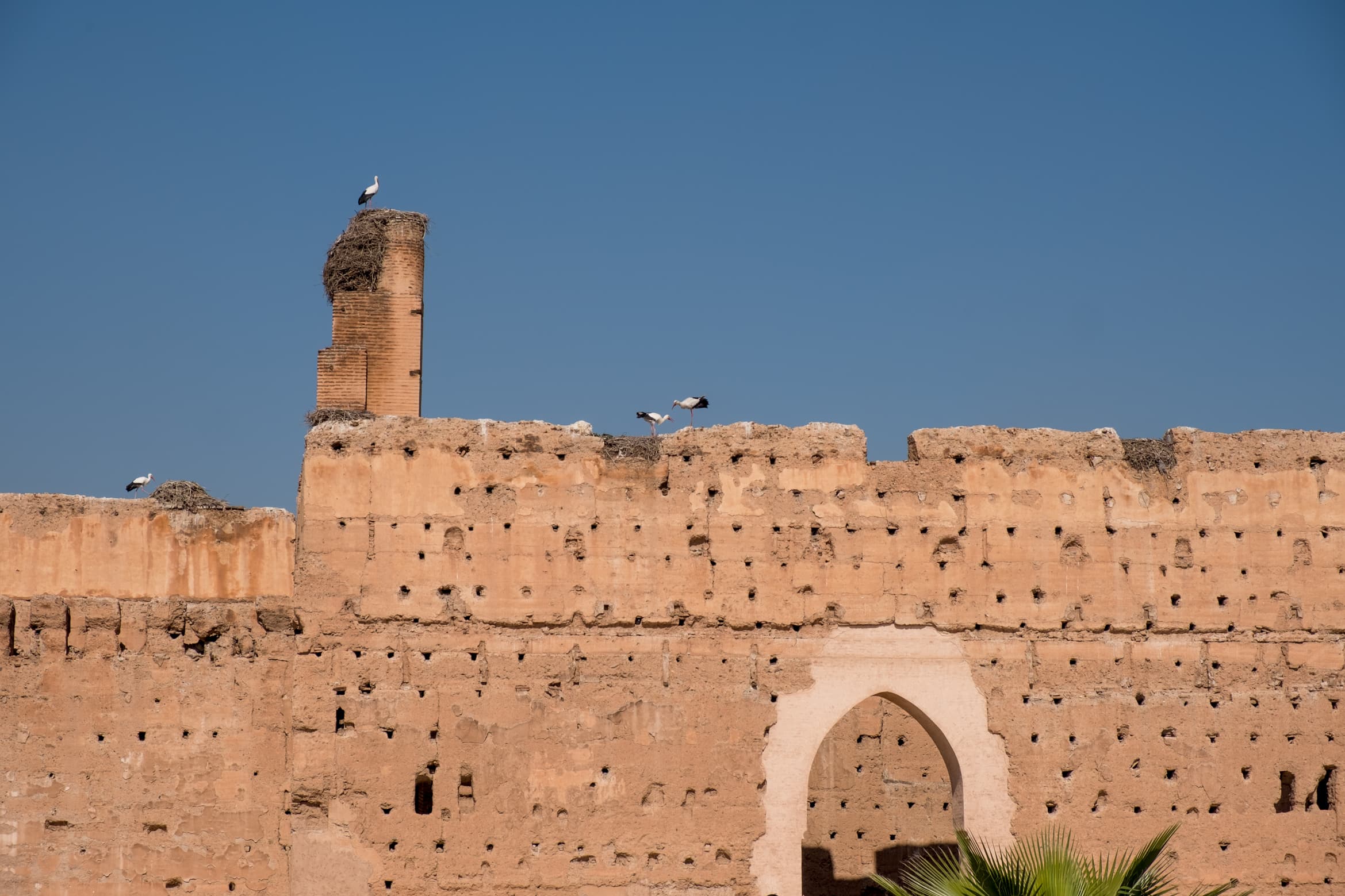 Storks on the walls of El Badi palace