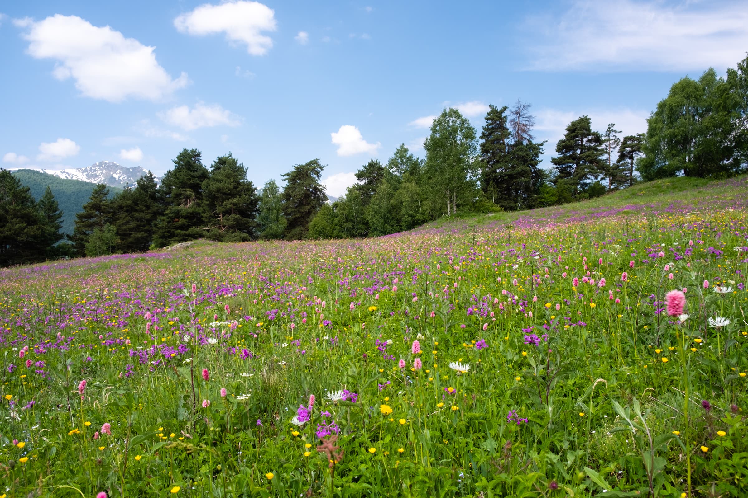 A meadow of wildflowers with a blue sky in Svaneti, Georgia